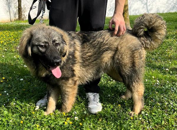 VIENNA CUCCIOLA PASTORE DEL CAUCASO Foto 3